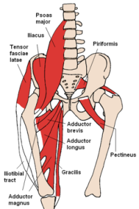 250px-Anterior_Hip_Muscles_2